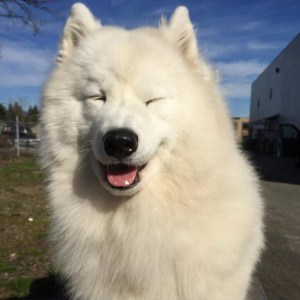 cho-samoyed