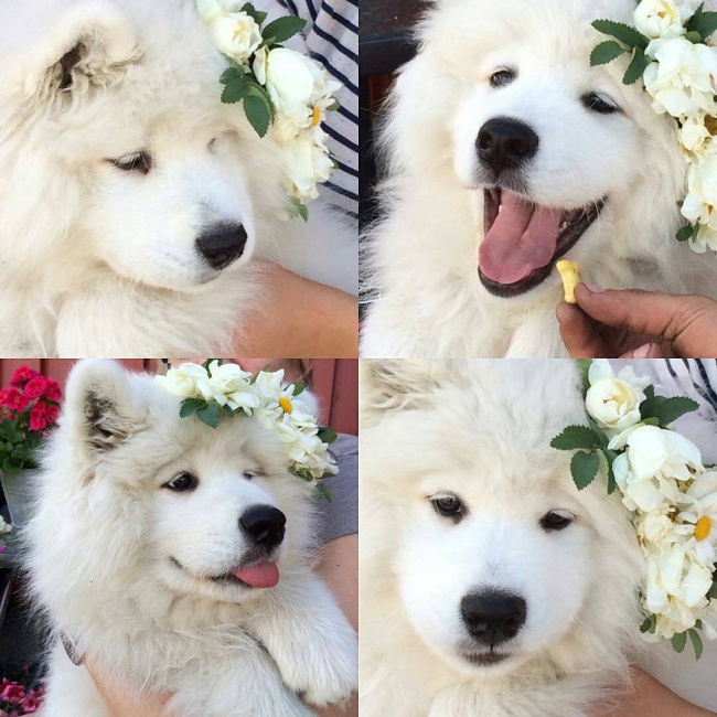 cho-samoyed